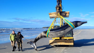 Hallan el cadáver de la que podría ser la ballena más rara del mundo en Nueva Zelanda