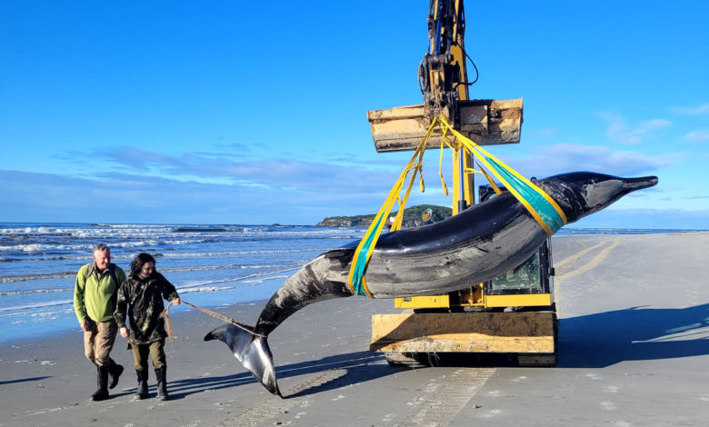 Hallan el cadáver de la que podría ser la ballena más rara del mundo en Nueva Zelanda