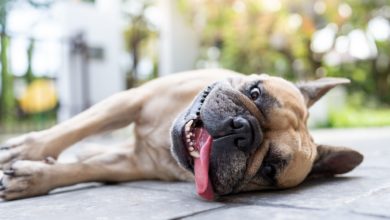 Ola de calor puede provocar golpes de insolación y hasta la muerte en tus mascotas