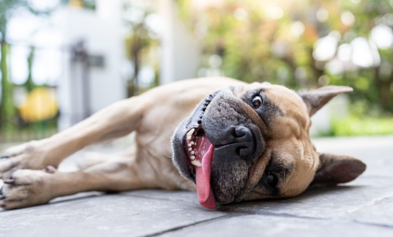 Ola de calor puede provocar golpes de insolación y hasta la muerte en tus mascotas
