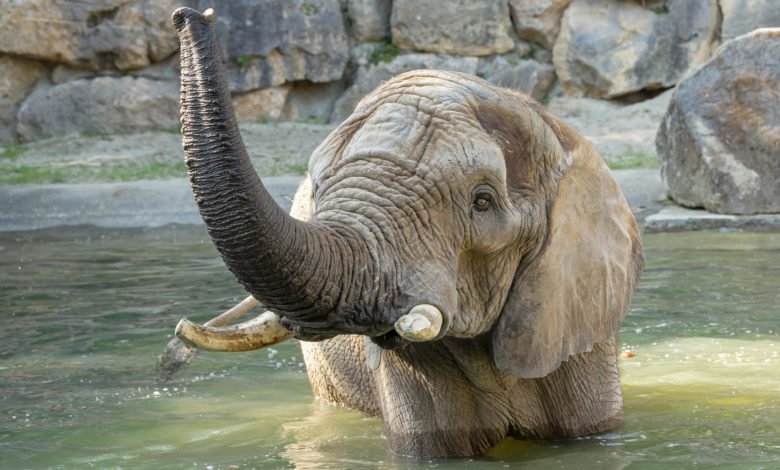 Primer embarazo natural de una elefanta en el zoo de Viena en 21 años