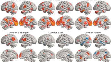 Un estudio desvela dónde reside el amor en el cerebro y cómo se activa