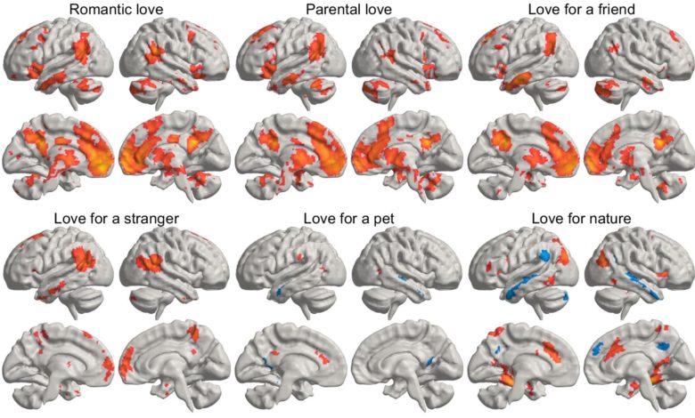 Un estudio desvela dónde reside el amor en el cerebro y cómo se activa