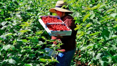 Todo lo que debe saber sobre los Festivales de frutas de Utah