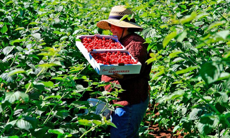 Todo lo que debe saber sobre los Festivales de frutas de Utah