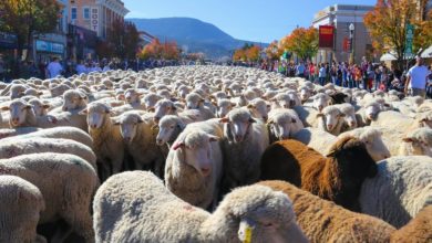 Festival del ganado y el patrimonio de Cedar del 25 al 27 de octubre de 2024