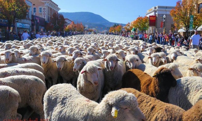 Festival del ganado y el patrimonio de Cedar del 25 al 27 de octubre de 2024