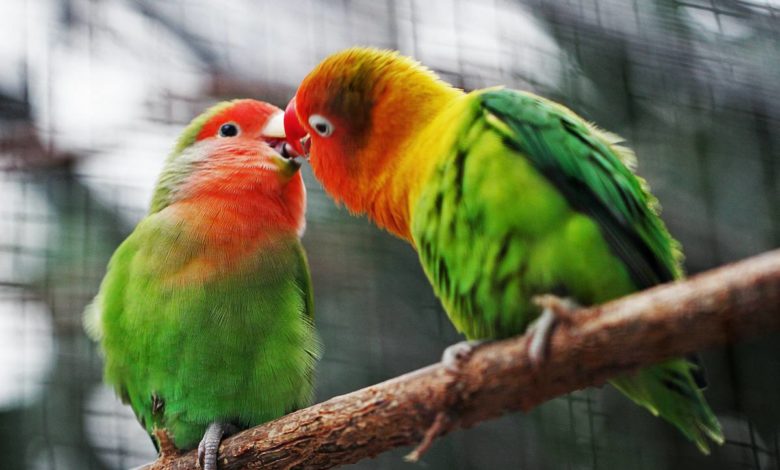 Únete al Gran Día Mundial de Observación de Aves el 12 de octubre