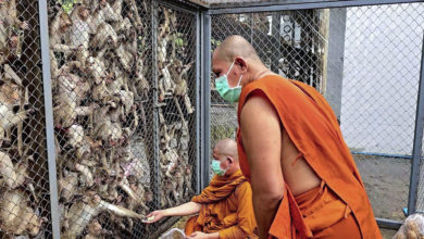 Decenas de monos invaden una comisaría de Policía en Tailandia tras escapar de una jaula