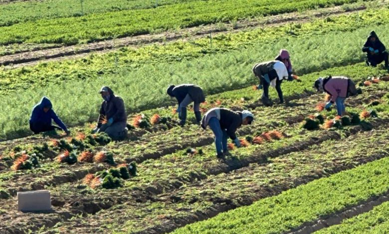 Jornaleros denuncian la detención de 200 migrantes en redadas sorpresa en California