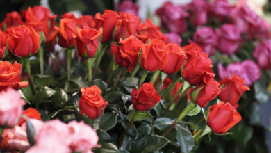 Las flores colombianas adornan un año más el San Valentín sin los aranceles de EE.UU.