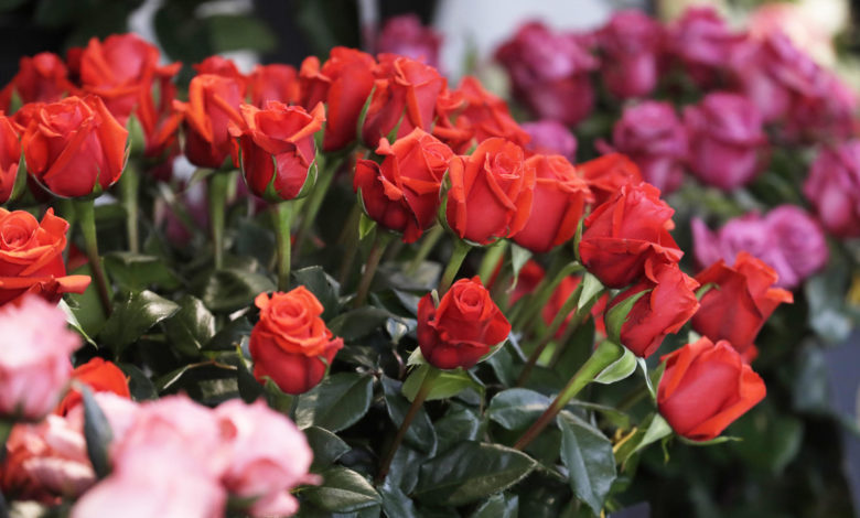 Las flores colombianas adornan un año más el San Valentín sin los aranceles de EE.UU.