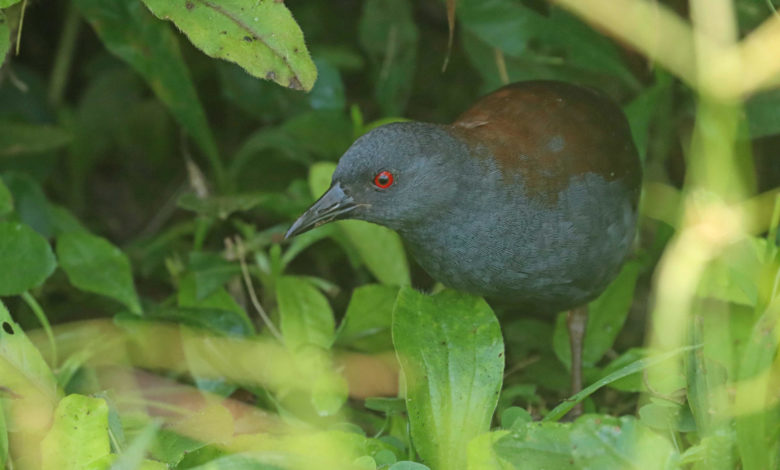 Hallan a una ave que se creía extinta hace casi dos siglos en una isla de las Galápagos