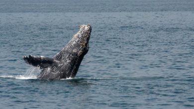 Proyecto 7 Maravillas Naturales de America: Es físicamente imposible que una ballena jorobada se trague a una persona