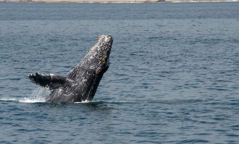 Proyecto 7 Maravillas Naturales de America: Es físicamente imposible que una ballena jorobada se trague a una persona