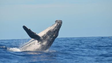 Ballena jorobada se tragó y escupió a joven venezolano en Chile