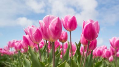 Celebra el Festival del tulipán en Utah