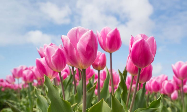 Celebra el Festival del tulipán en Utah